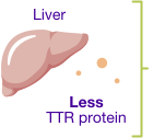 Liver and less TTR protein.